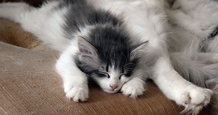 20Orpheus_10_Wochen_alt