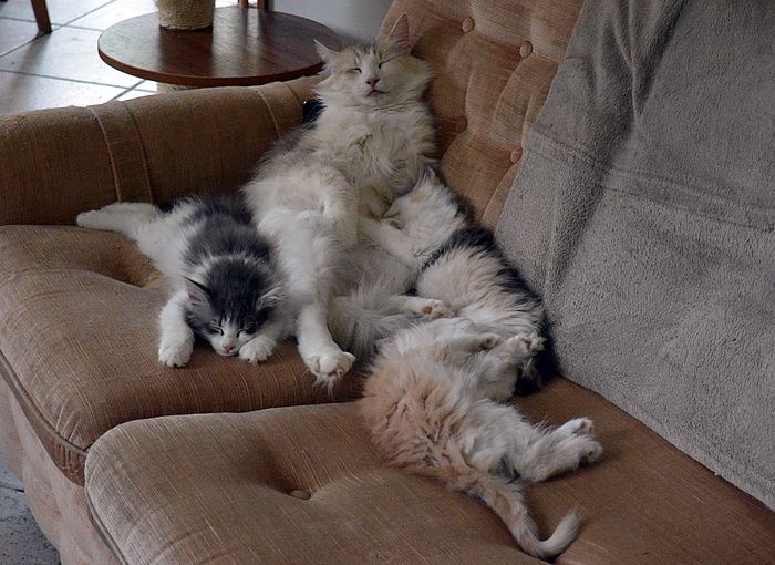 21Orpheus_mit_Mama_und_Geschwistern_10_Wochen_alt