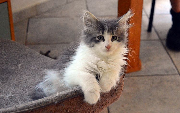 22Orpheus_10_Wochen_alt