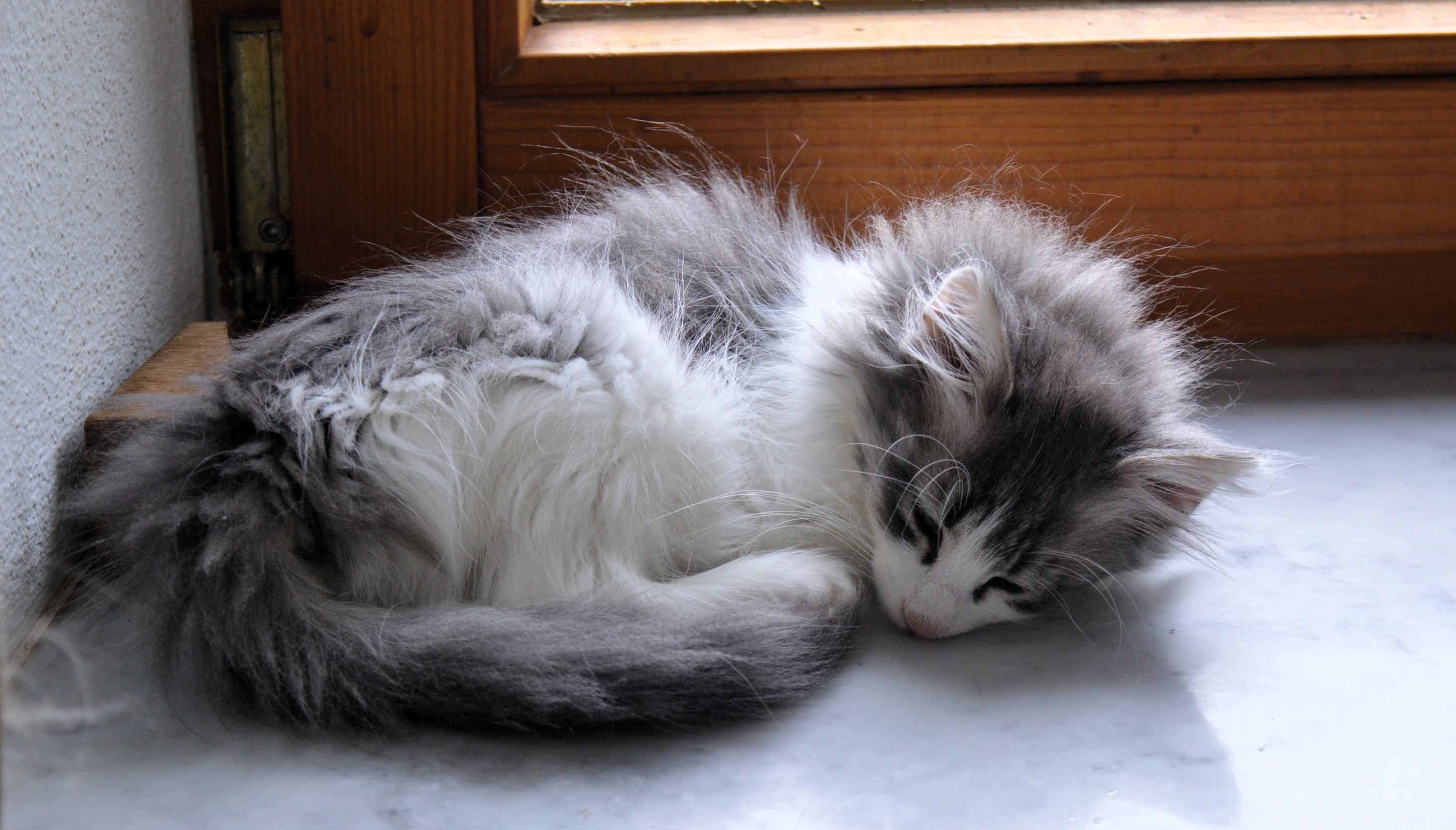 24Orpheus_14_Wochen_alt