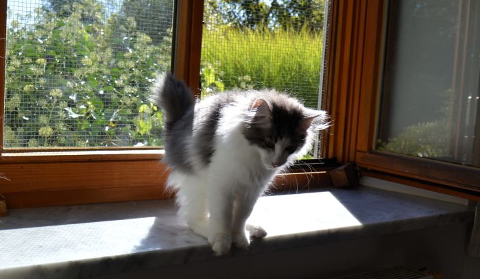 26Orpheus_165_Wochen_alt