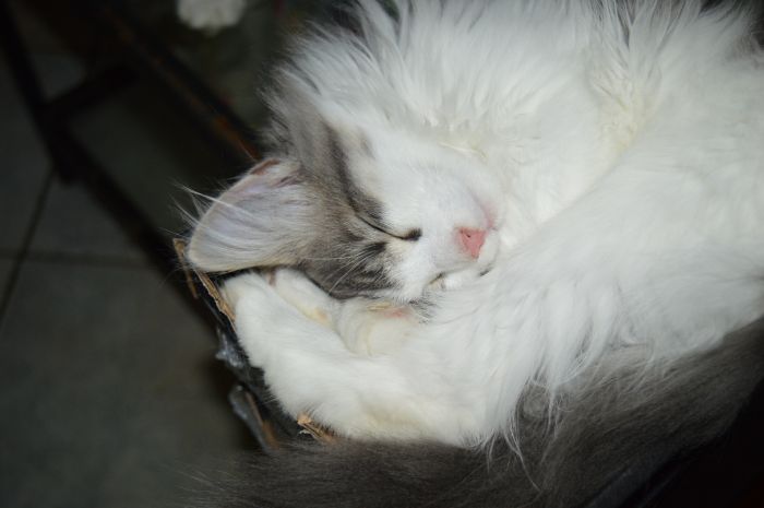 27Orpheus_165_Wochen_alt