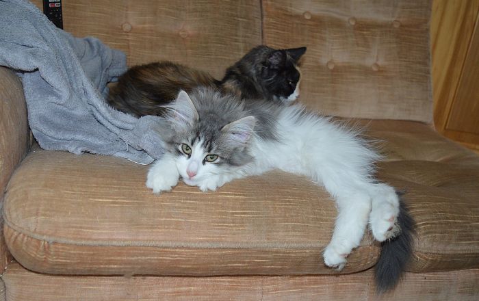 28Orpheus_17_Wochen_alt