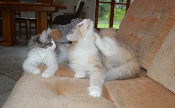 29Orpheus_17_Wochen_alt