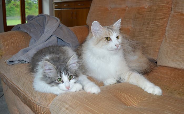 30Orpheus_17_Wochen_alt