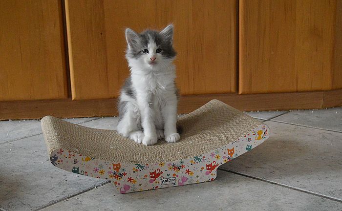 14Othello_7_Wochen_alt