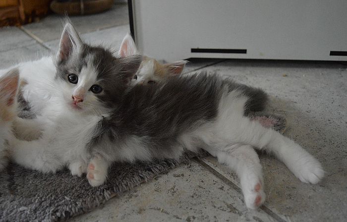 15Othello_7_Wochen_alt