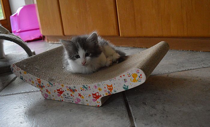 16Othello_7_Wochen_alt