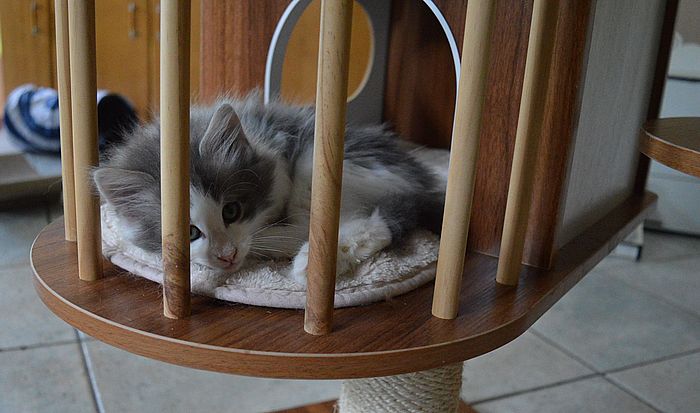 17Othello_8_Wochen_alt