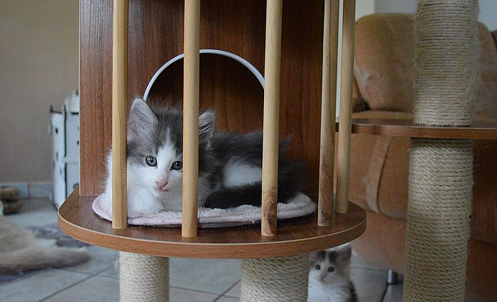 18Othello_8_Wochen_alt