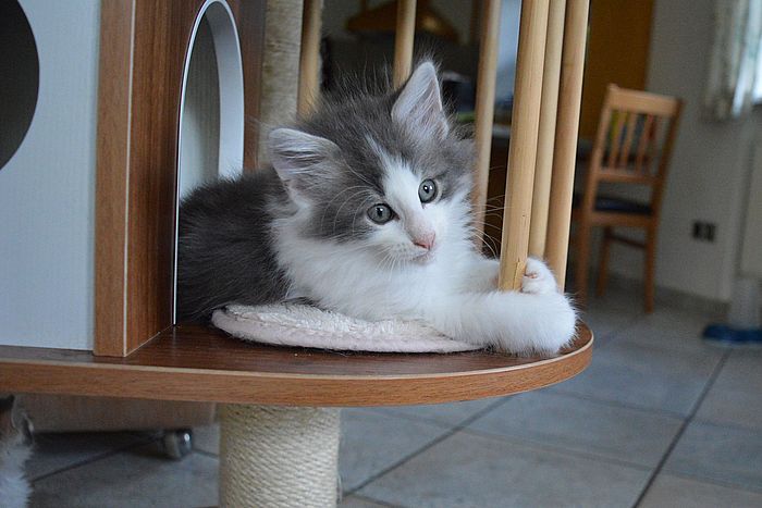 19Othello_8_Wochen_alt