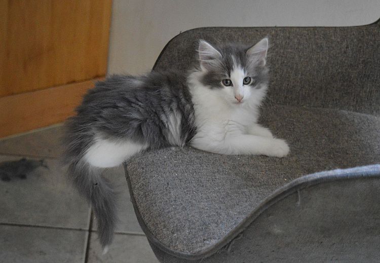 20Othello_10_Wochen_alt