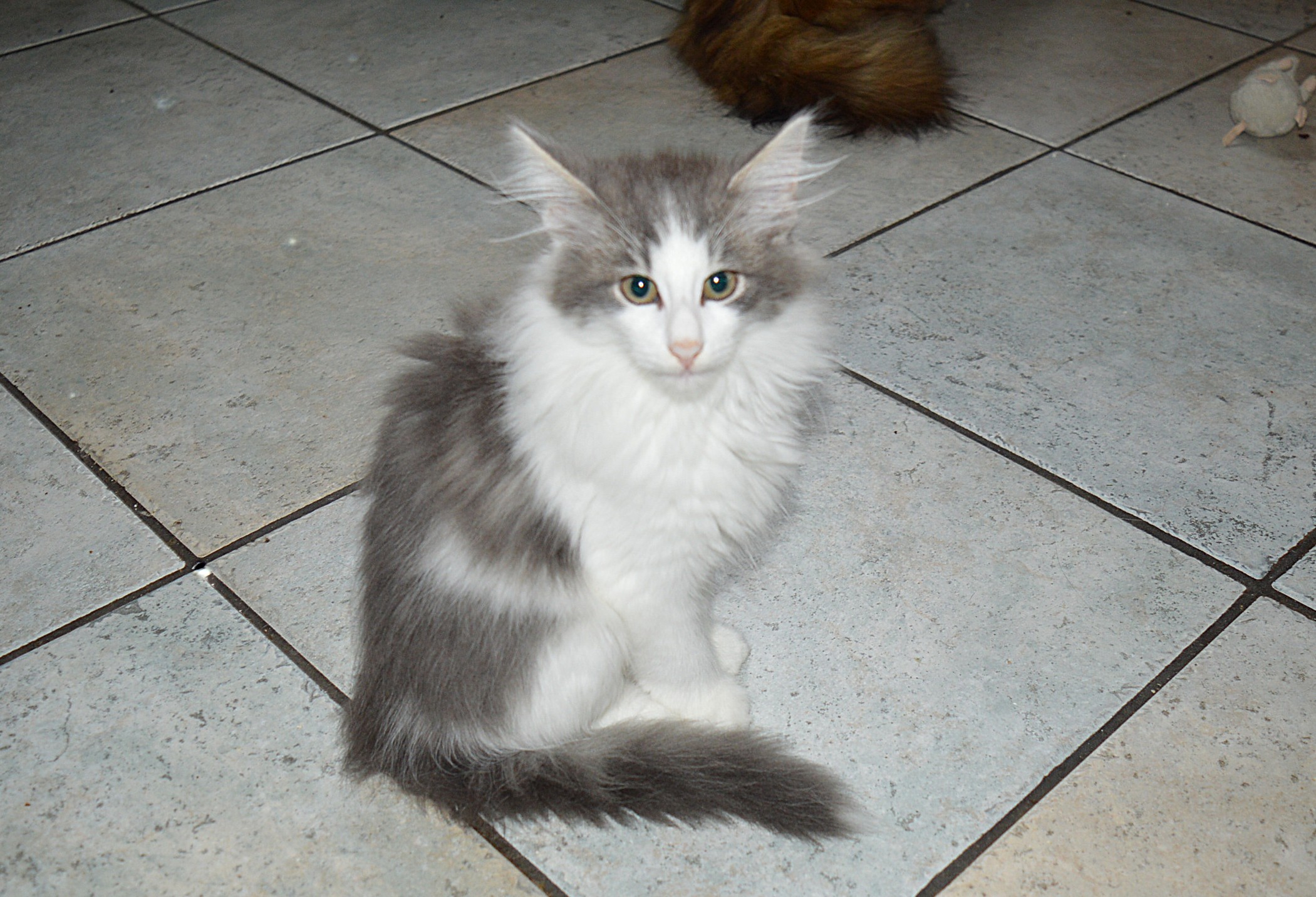 21Othello_14_Wochen_alt