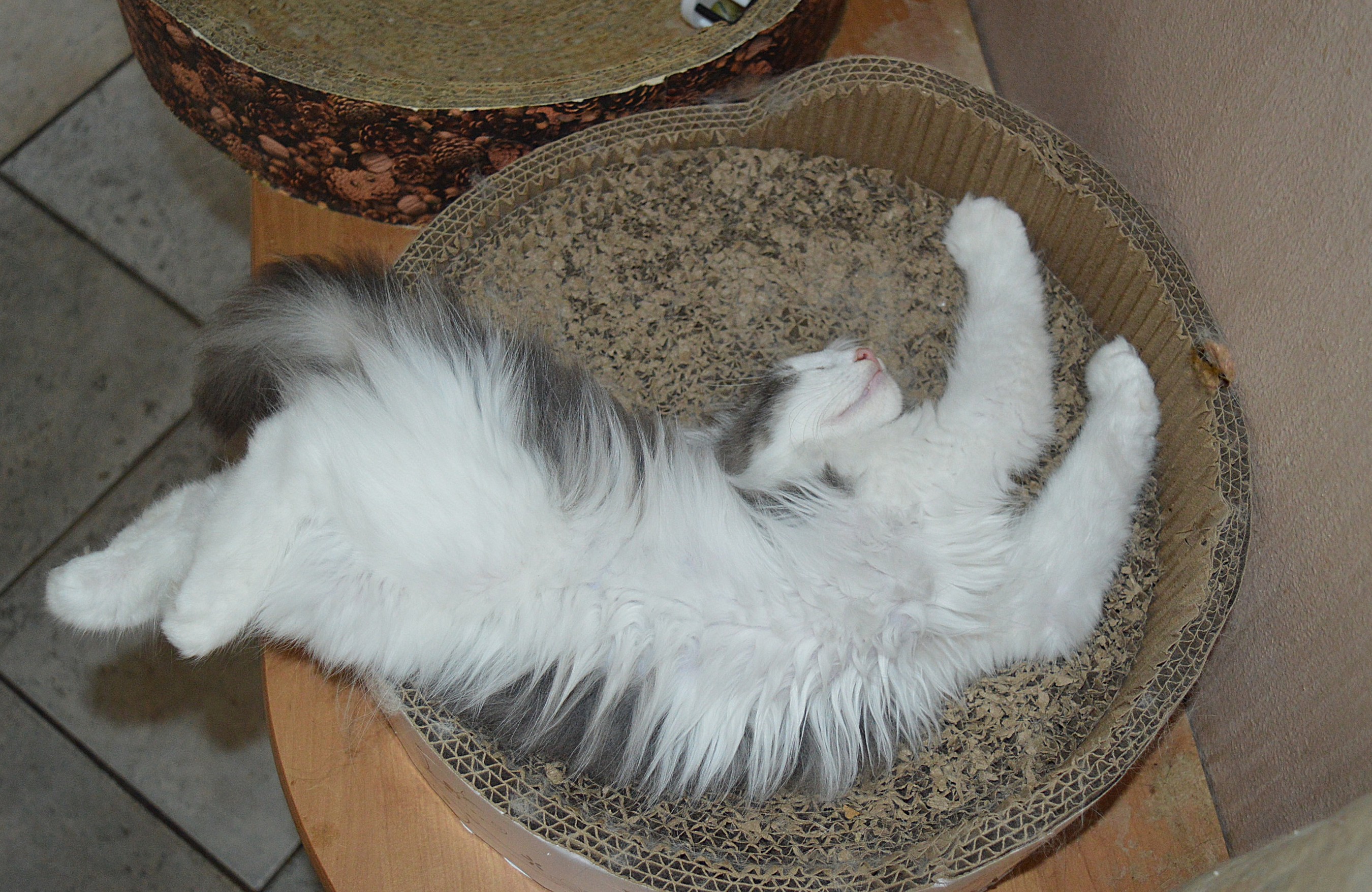 22Othello_14_Wochen_alt