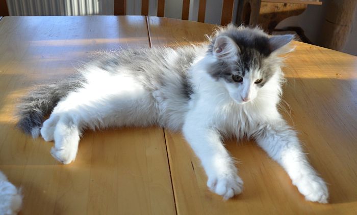 25Othello_165_Wochen_alt