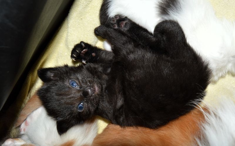 06Pan_Tau_2_Wochen_alt