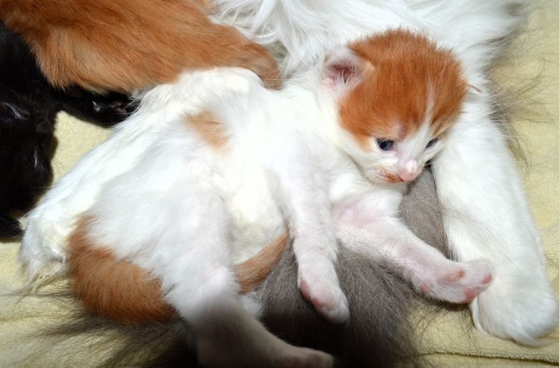 04_Peer_Gynt_2_Wochen_alt