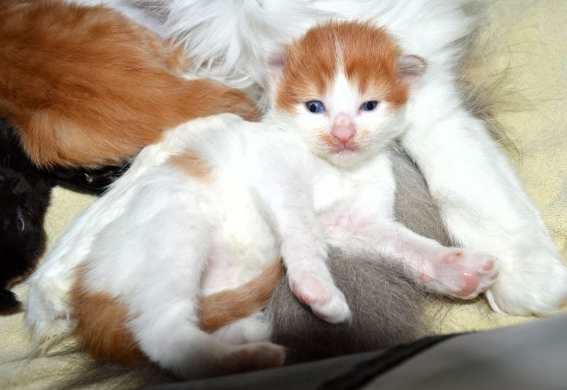 05_Peer_Gynt_2_Wochen_alt