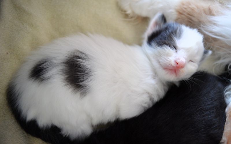 04_Peter_Pan_2_Wochen__alt