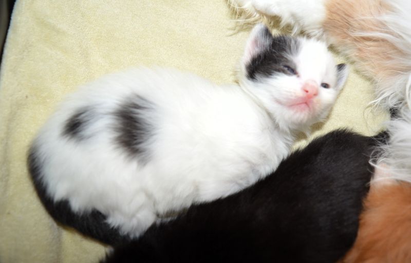 Peter_Pan_2_Wochen_alt_1