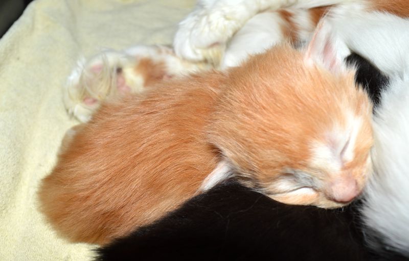 04_Pippi_Lotta_2_Wochen_alt