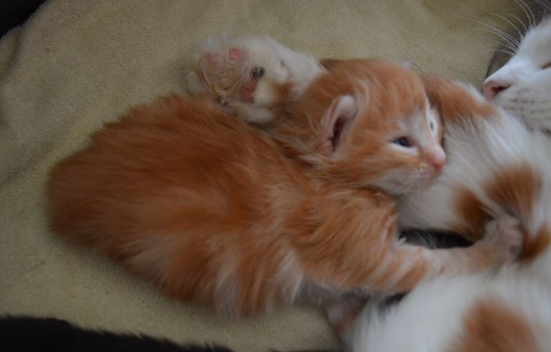 05_Pippi_Lotta_2_Wochen_alt