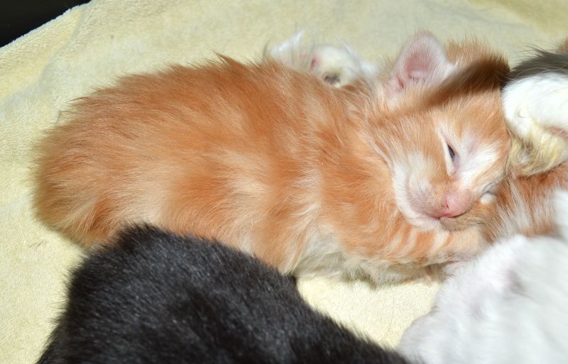 06_Pippi_Lotta_2_Wochen_alt